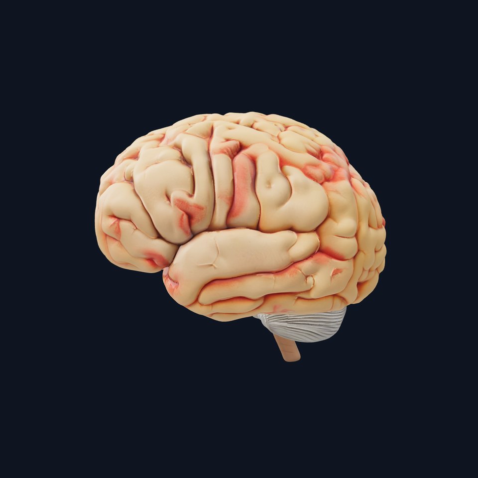 Realistic Human Brain D Model Pack